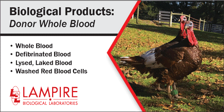 November Featured Flyer