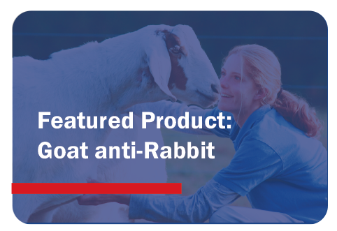 Goat anti-Rabbit