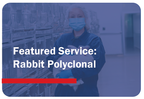 Rabbit Polyclonal