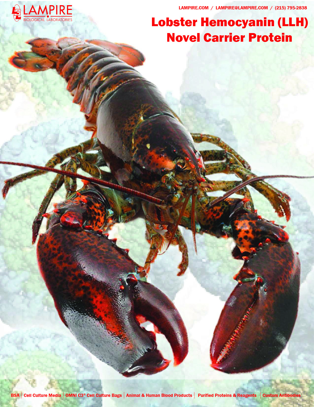Lobster Hemocyanin