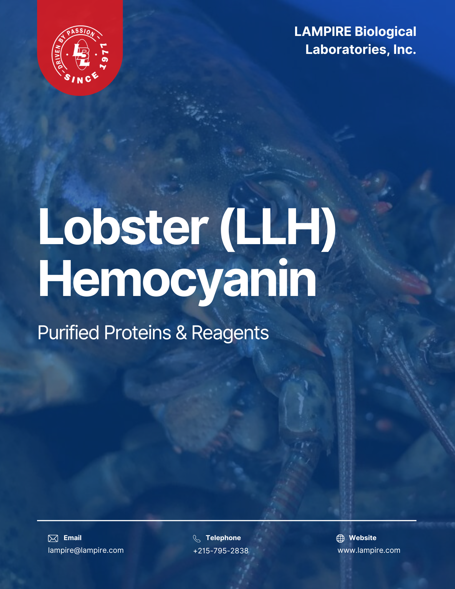 Lobster Hemocyanin 