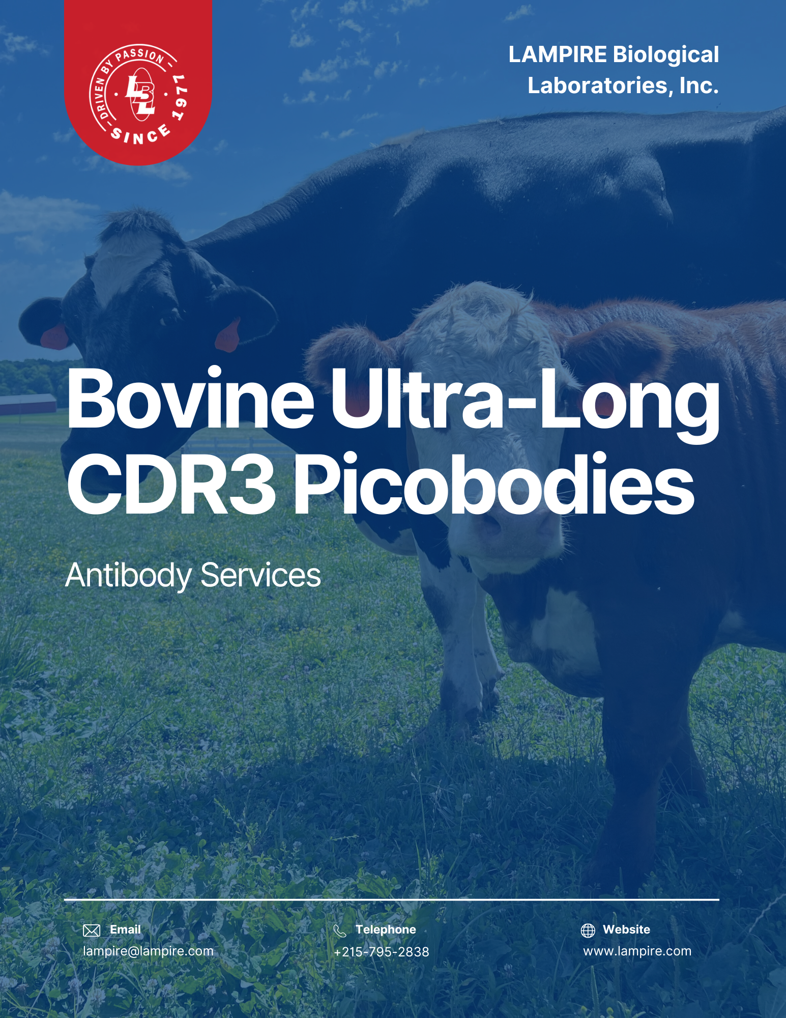 Bovine Ultra-Long CDR3 Picobodies