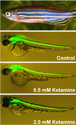 Zebrafish Make a Splash in FDA Research | Lampire Biological