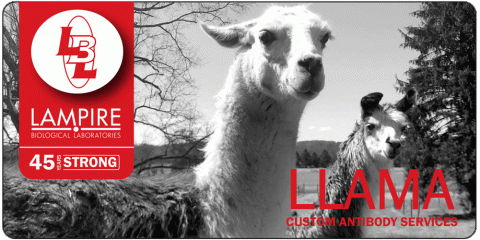 June Featured Flyer - Homepage