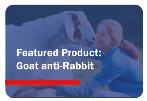 Goat anti-Rabbit