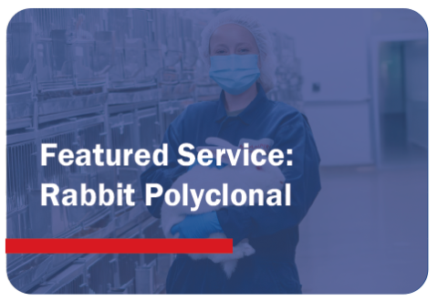 Rabbit Polyclonal